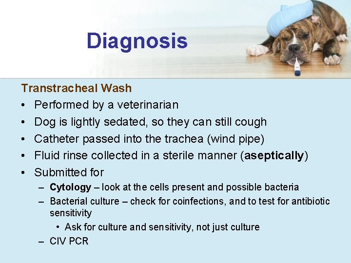 Diagnosis Transtracheal Wash • Performed by a veterinarian • Dog is lightly sedated, so