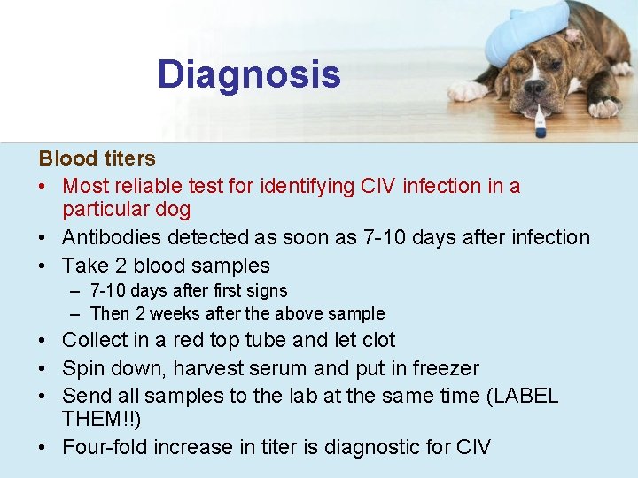 Diagnosis Blood titers • Most reliable test for identifying CIV infection in a particular