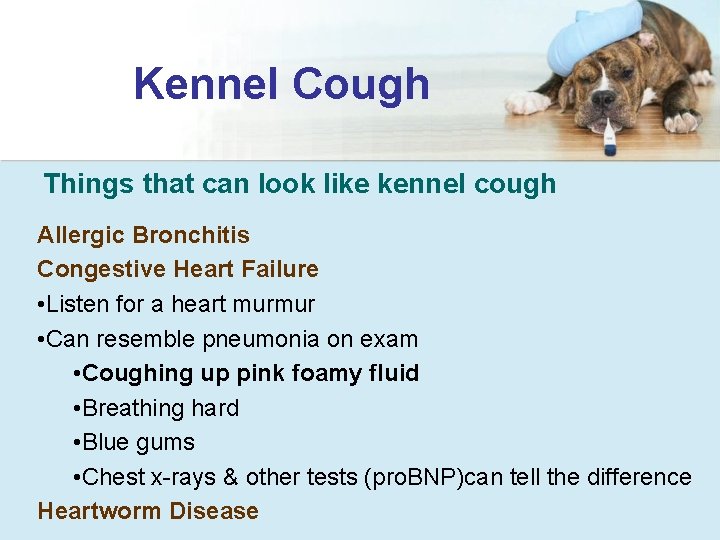 Kennel Cough Things that can look like kennel cough Allergic Bronchitis Congestive Heart Failure