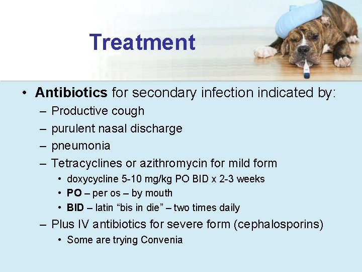 Treatment • Antibiotics for secondary infection indicated by: – – Productive cough purulent nasal