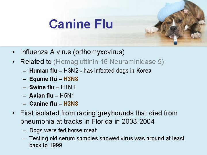 Canine Flu • Influenza A virus (orthomyxovirus) • Related to (Hemagluttinin 16 Neuraminidase 9)