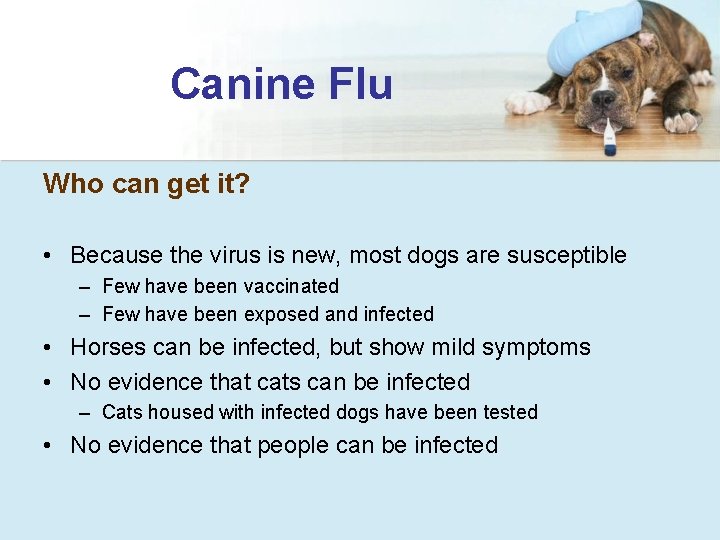 Canine Flu Who can get it? • Because the virus is new, most dogs