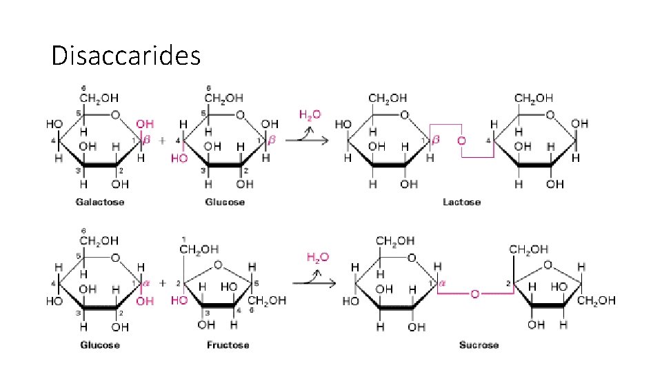 Disaccarides 