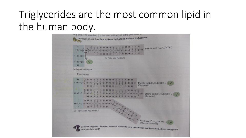 Triglycerides are the most common lipid in the human body. 