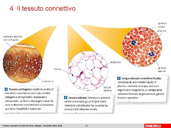 4. Il tessuto connettivo Cristina Cavazzuti, Daniela Damiano, Biologia, Zanichelli editore 2019 12 