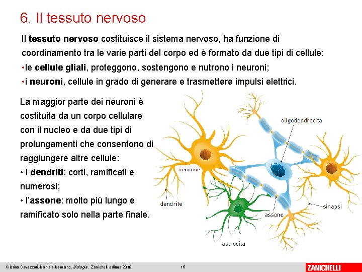 6. Il tessuto nervoso costituisce il sistema nervoso, ha funzione di coordinamento tra le