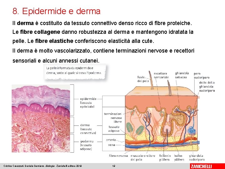 8. Epidermide e derma Il derma è costituito da tessuto connettivo denso ricco di