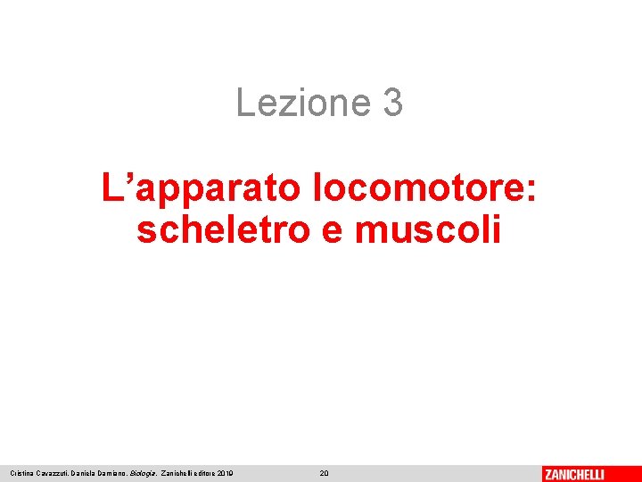 Lezione 3 L’apparato locomotore: scheletro e muscoli Cristina Cavazzuti, Daniela Damiano, Biologia, Zanichelli editore