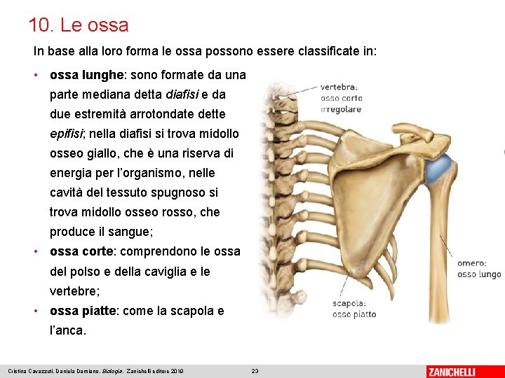 10. Le ossa In base alla loro forma le ossa possono essere classificate in: