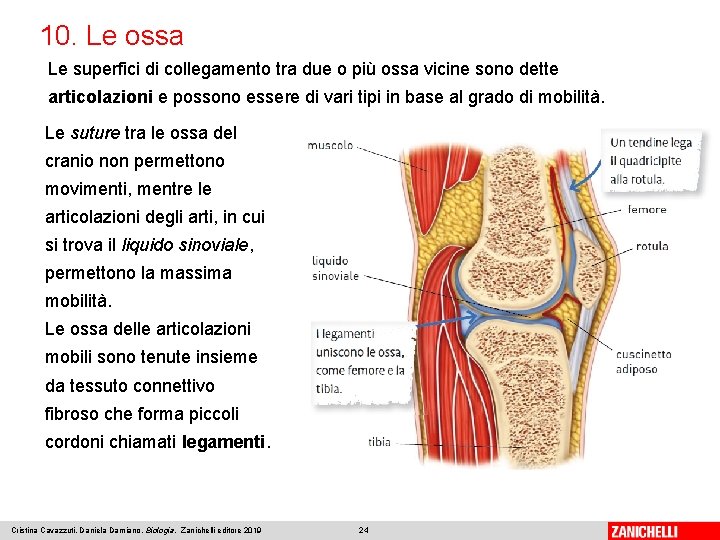 10. Le ossa Le superfici di collegamento tra due o più ossa vicine sono