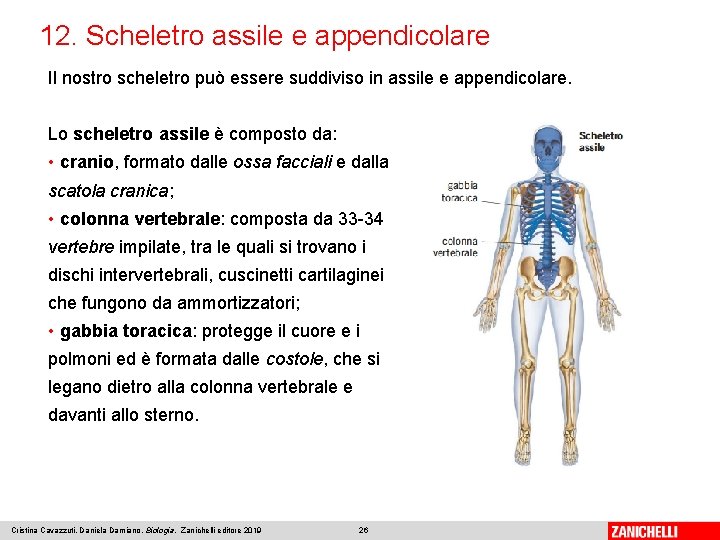 12. Scheletro assile e appendicolare Il nostro scheletro può essere suddiviso in assile e
