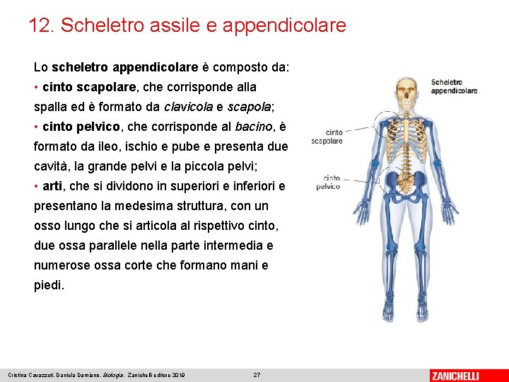 12. Scheletro assile e appendicolare Lo scheletro appendicolare è composto da: • cinto scapolare,