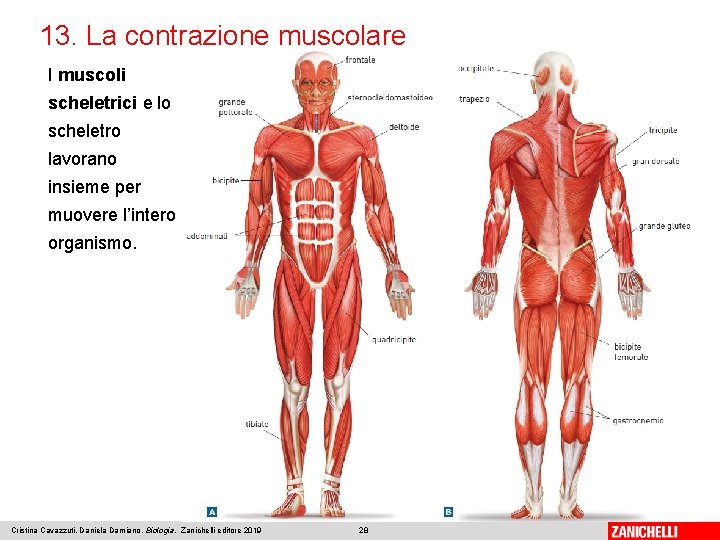13. La contrazione muscolare I muscoli scheletrici e lo scheletro lavorano insieme per muovere