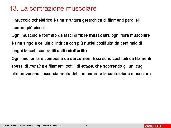 13. La contrazione muscolare Il muscolo scheletrico è una struttura gerarchica di filamenti paralleli