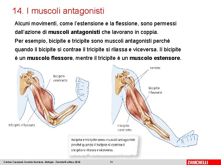 14. I muscoli antagonisti Alcuni movimenti, come l’estensione e la flessione, sono permessi dall’azione