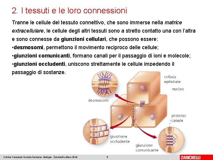 2. I tessuti e le loro connessioni Tranne le cellule del tessuto connettivo, che