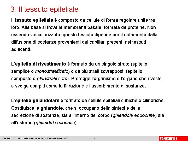 3. Il tessuto epiteliale è composto da cellule di forma regolare unite tra loro.