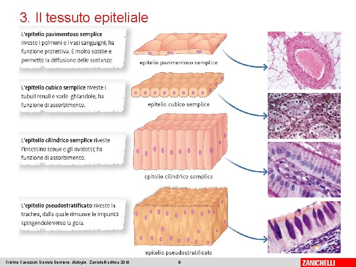 3. Il tessuto epiteliale Cristina Cavazzuti, Daniela Damiano, Biologia, Zanichelli editore 2019 8 