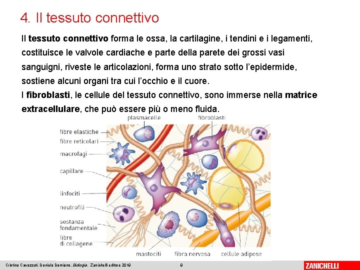 4. Il tessuto connettivo forma le ossa, la cartilagine, i tendini e i legamenti,