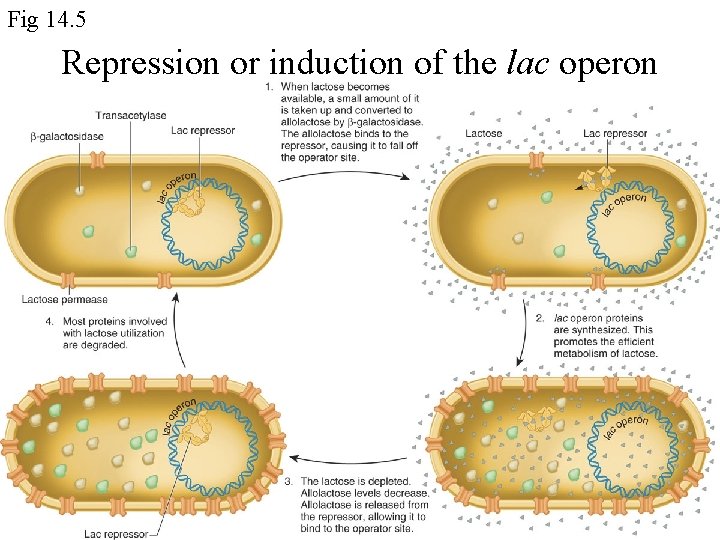Fig 14. 5 Repression or induction of the lac operon 