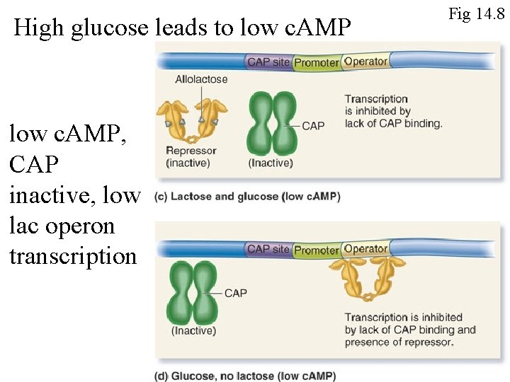 High glucose leads to low c. AMP, CAP inactive, low lac operon transcription Fig