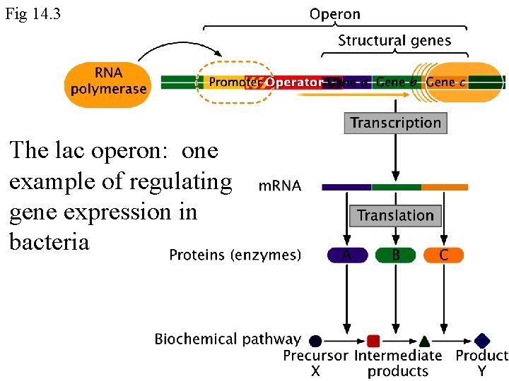 Fig 14. 3 The lac operon: one example of regulating gene expression in bacteria