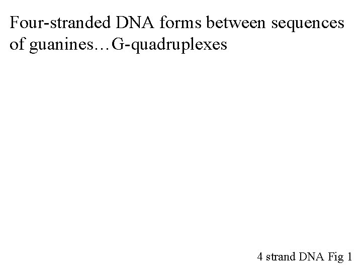 Four-stranded DNA forms between sequences of guanines…G-quadruplexes 4 strand DNA Fig 1 