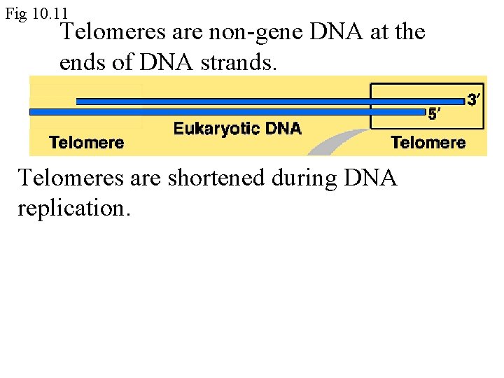 Fig 10. 11 Telomeres are non-gene DNA at the ends of DNA strands. Telomeres