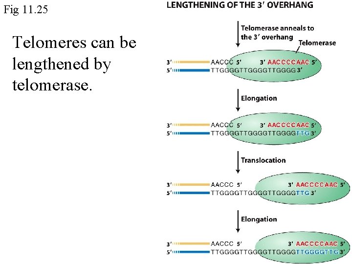 Fig 11. 25 Telomeres can be lengthened by telomerase. 