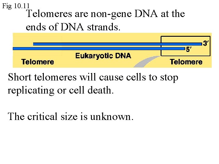 Fig 10. 11 Telomeres are non-gene DNA at the ends of DNA strands. Short