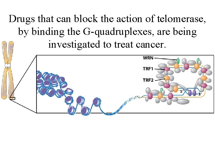 Drugs that can block the action of telomerase, by binding the G-quadruplexes, are being