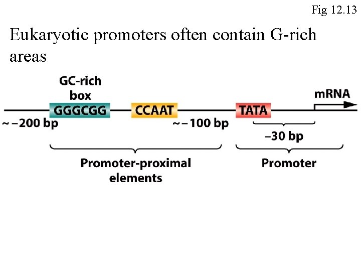 Fig 12. 13 Eukaryotic promoters often contain G-rich areas 