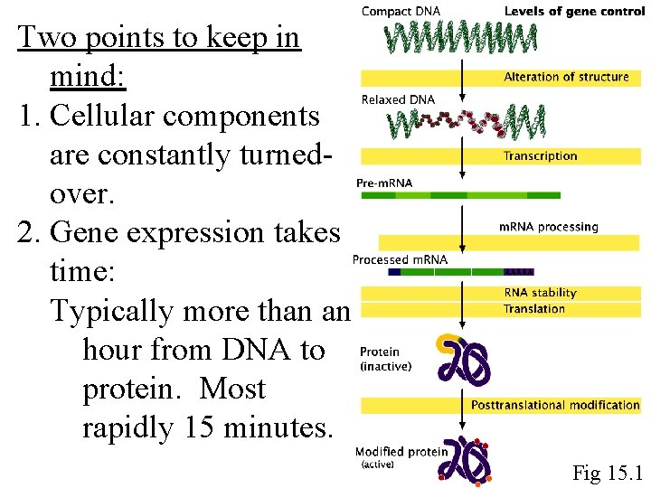 Two points to keep in mind: 1. Cellular components are constantly turnedover. 2. Gene