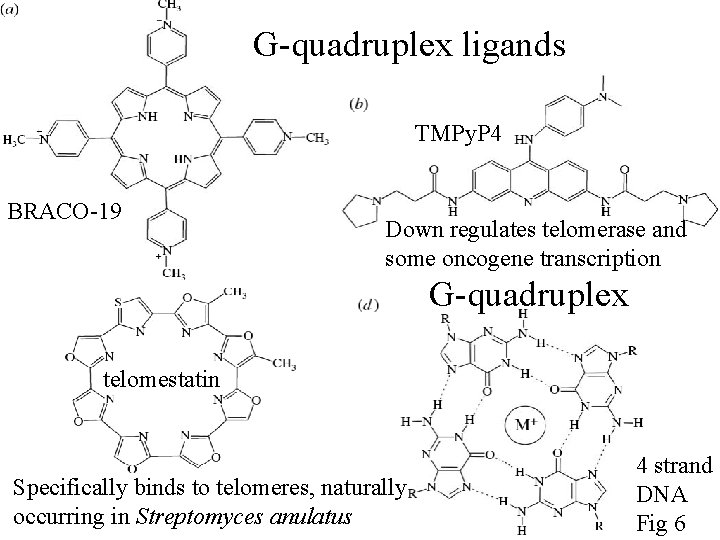 G-quadruplex ligands TMPy. P 4 BRACO-19 Down regulates telomerase and some oncogene transcription G-quadruplex