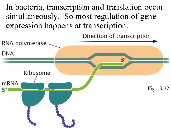 In bacteria, transcription and translation occur simultaneously. So most regulation of gene expression happens