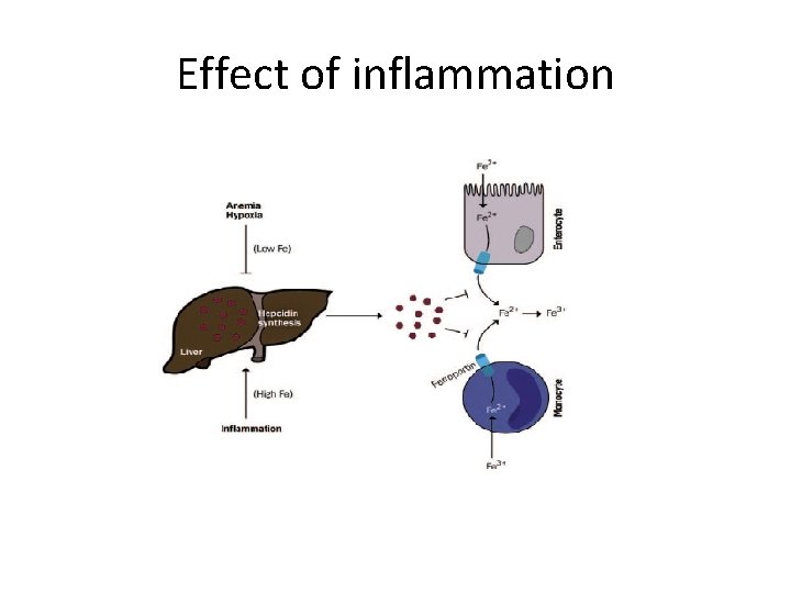 Effect of inflammation 