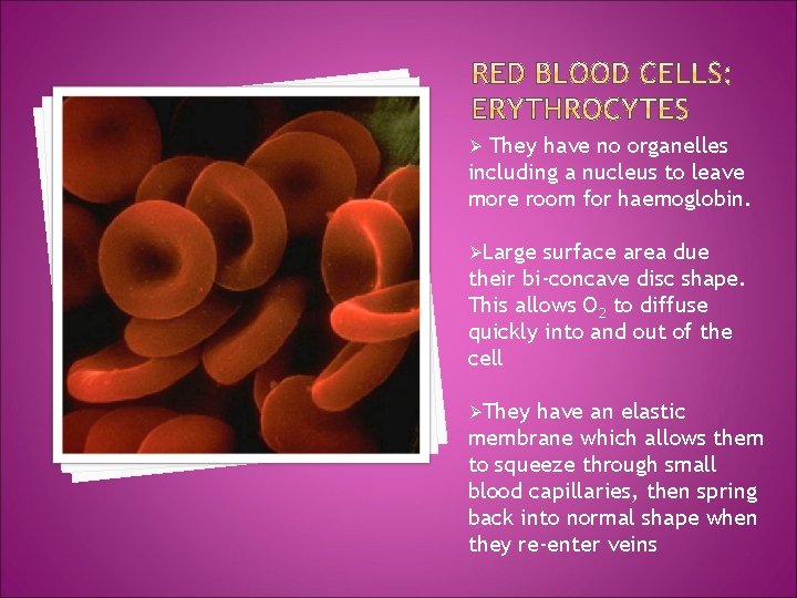 They have no organelles including a nucleus to leave more room for haemoglobin. Ø