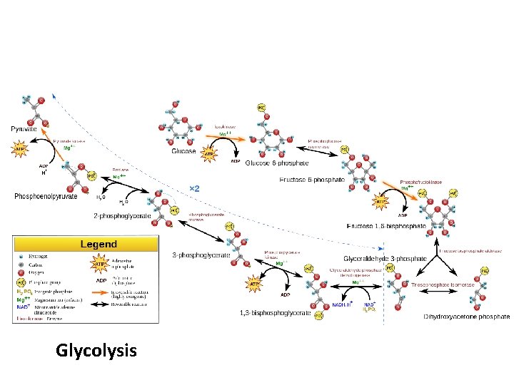 Glycolysis 