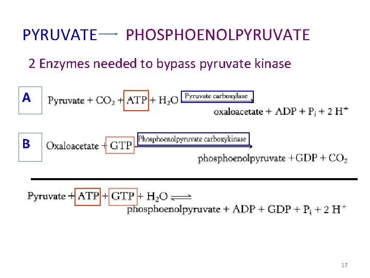 PYRUVATE PHOSPHOENOLPYRUVATE 2 Enzymes needed to bypass pyruvate kinase A B 17 