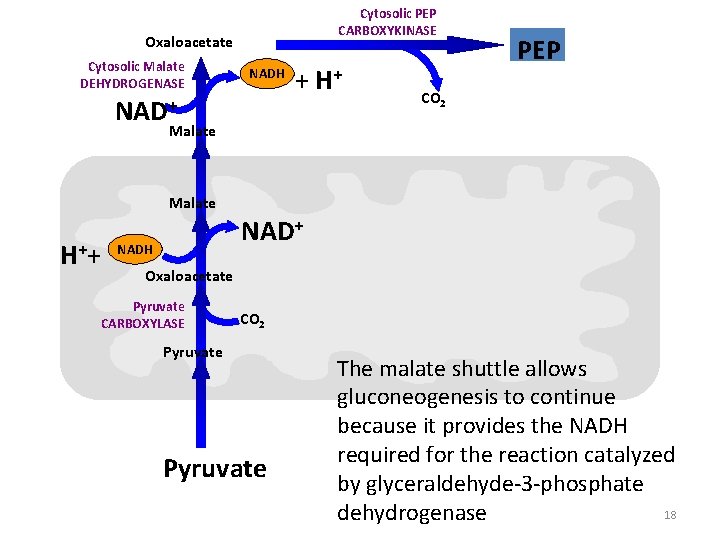 Cytosolic PEP CARBOXYKINASE Oxaloacetate Cytosolic Malate DEHYDROGENASE NADH NAD+ + H+ PEP CO 2