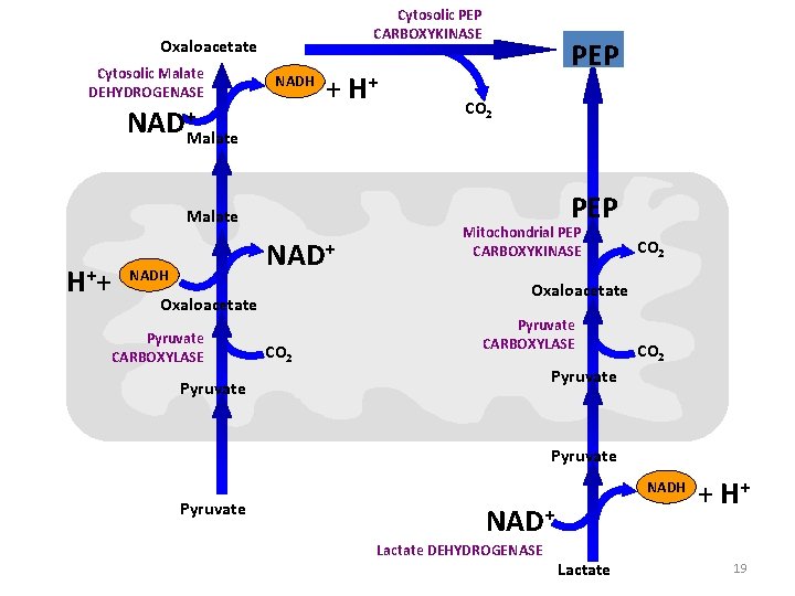 Cytosolic PEP CARBOXYKINASE Oxaloacetate Cytosolic Malate DEHYDROGENASE NADH NAD+ + H+ PEP CO 2