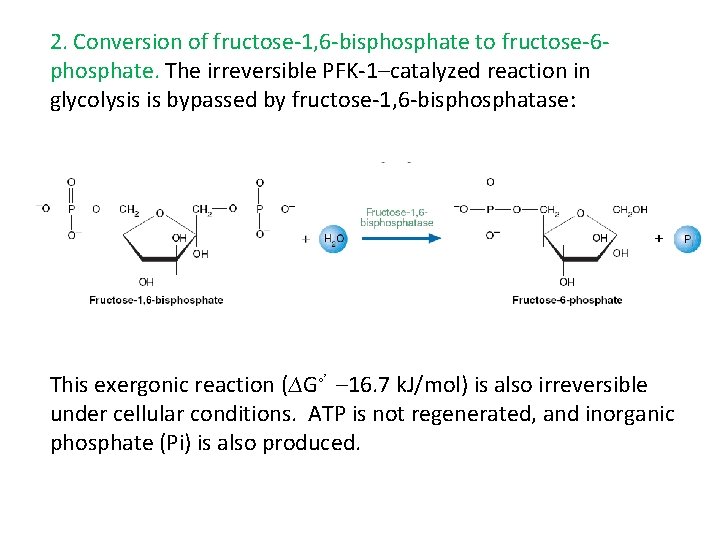 2. Conversion of fructose-1, 6 -bisphosphate to fructose-6 phosphate. The irreversible PFK-1–catalyzed reaction in