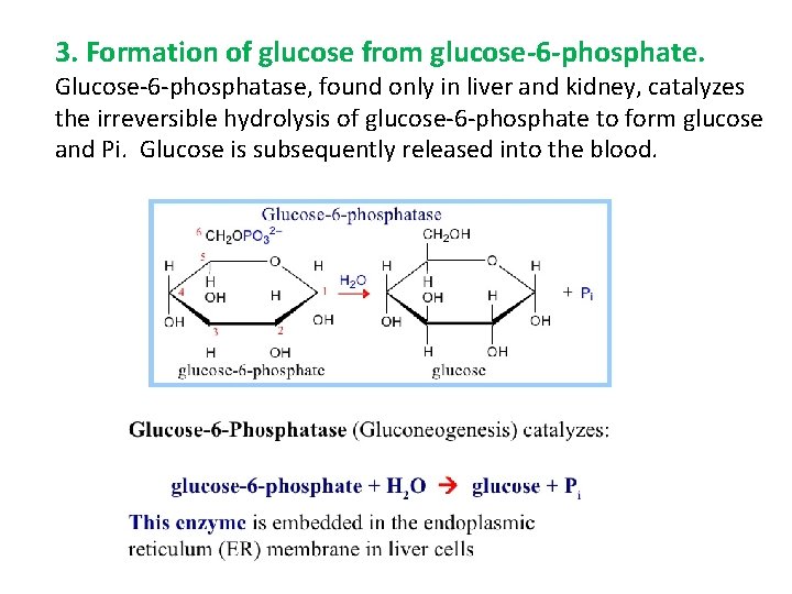 3. Formation of glucose from glucose-6 -phosphate. Glucose-6 -phosphatase, found only in liver and