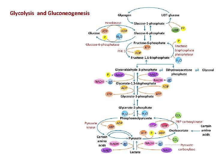 Glycolysis and Gluconeogenesis 