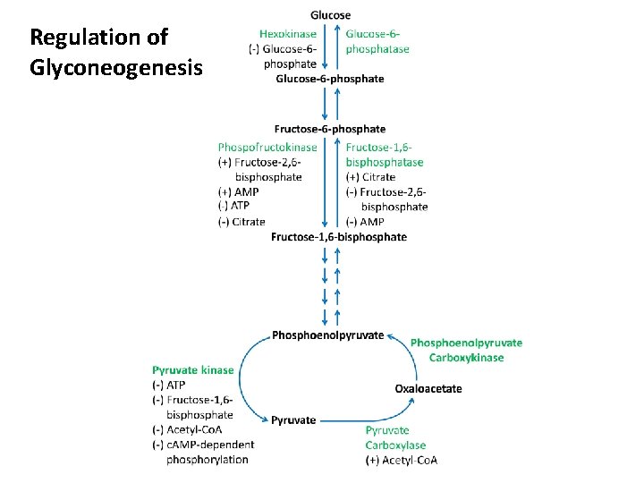 Regulation of Glyconeogenesis 