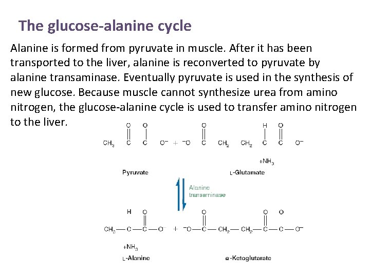 The glucose-alanine cycle Alanine is formed from pyruvate in muscle. After it has been