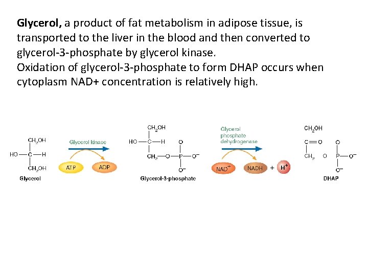 Glycerol, a product of fat metabolism in adipose tissue, is transported to the liver