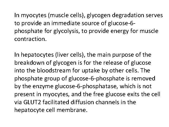 In myocytes (muscle cells), glycogen degradation serves to provide an immediate source of glucose-6