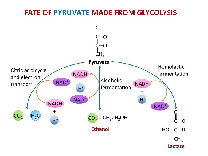 FATE OF PYRUVATE MADE FROM GLYCOLYSIS 