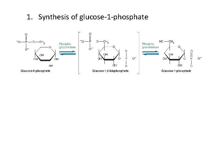 1. Synthesis of glucose-1 -phosphate 